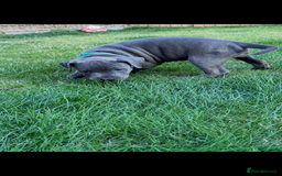 Staffordshire Bull Terrier dogs for sale: Blue Staffordshire bull terrier  - Image 24