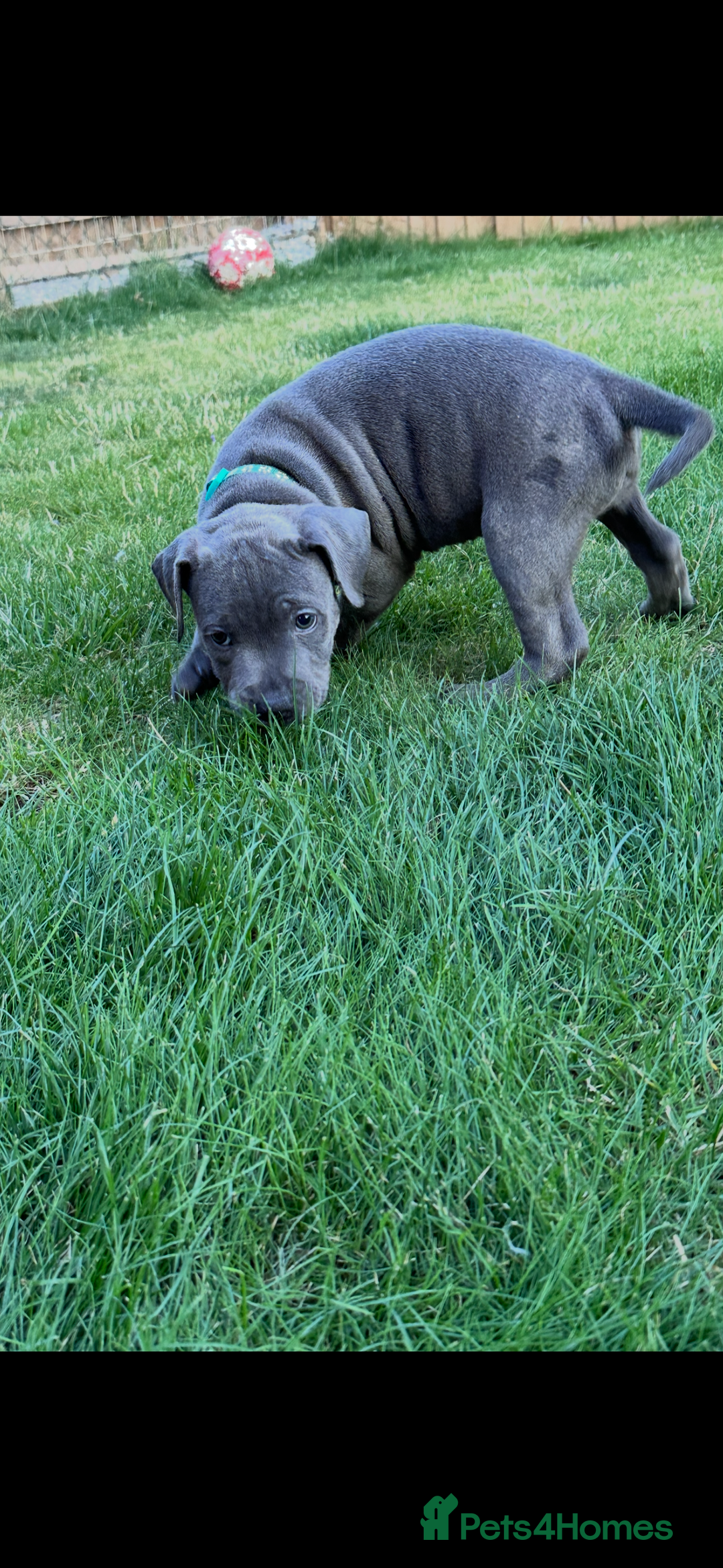 Staffordshire Bull Terrier dogs for sale: Blue Staffordshire bull terrier  - Image 24