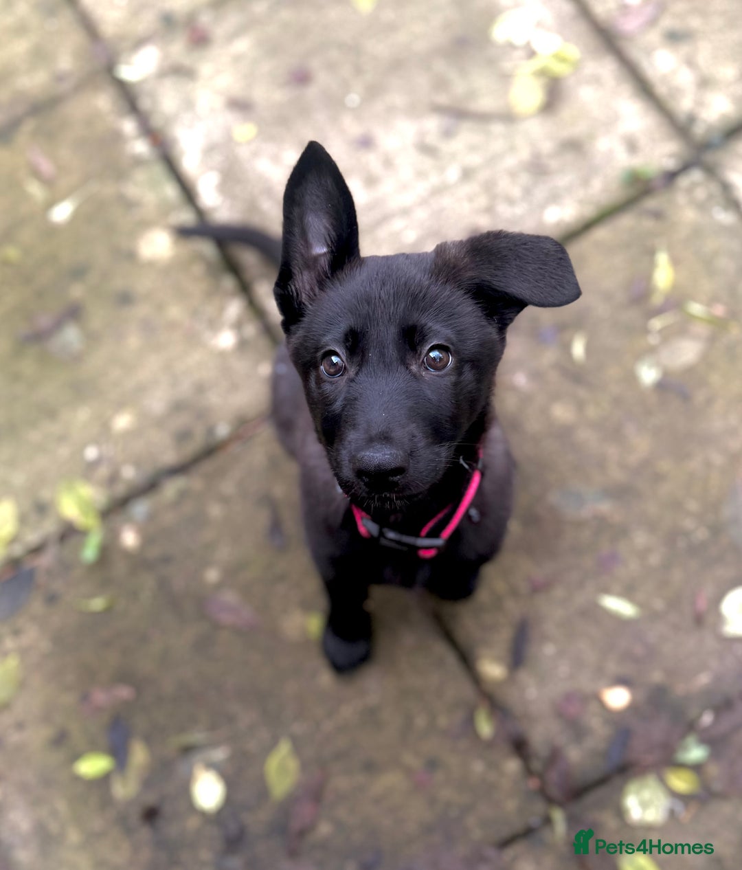 German Shepherd dogs for sale: Black and grey female german shepherd  - Advert 6