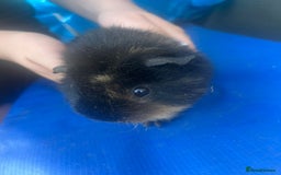 Guinea Pig rodents for sale: Guinea pigs  - Image 3
