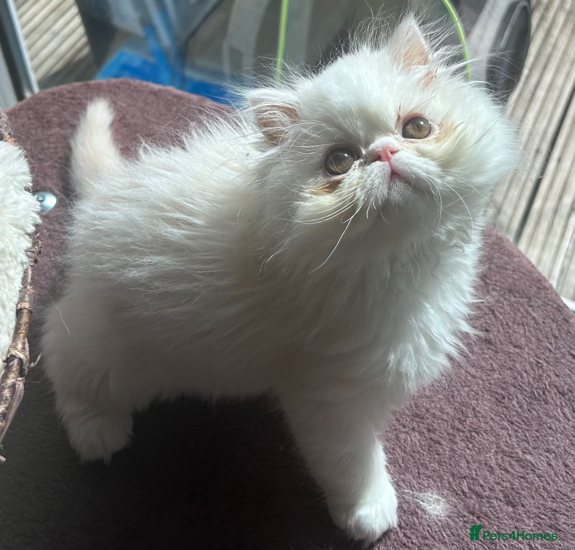 Persian cats Beautiful Male Kitten Looking for His Forever Home - Advert 1