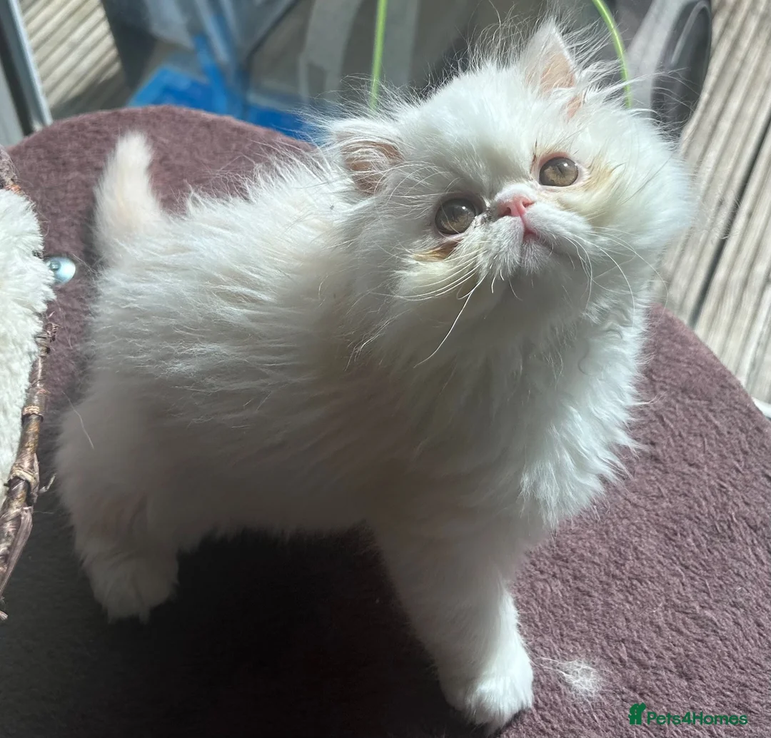 Persian cats for sale: Beautiful Male Kitten Looking for His Forever Home - Advert 1