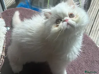 Persian cats Beautiful Male Kitten Looking for His Forever Home - Advert 4