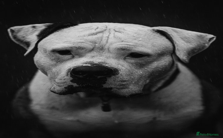 American Bulldog dogs - Advert 1