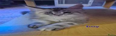 Maine Coon 1