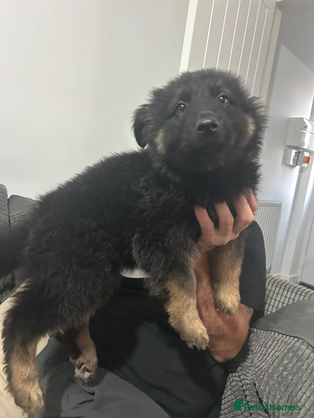 German Shepherd dogs for sale: Female German shepherd  - Advert 2