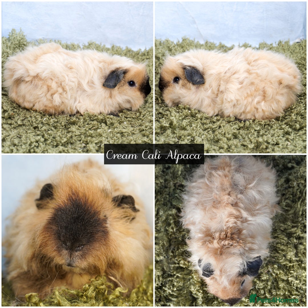 Guinea Pig rodents for sale: Baby long haired guinea pigs in Roche, Cornwall - Image 5