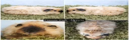 Guinea Pig rodents for sale: Baby long haired guinea pigs in Roche, Cornwall - Advert 5