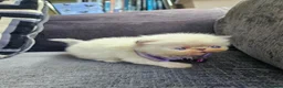 Persian cats for sale: Stunning Top Quality Persian Kittens  - Advert 20