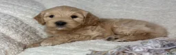 Australian Labradoodle dogs for sale: Multigen Australian Labradoodle x Goldendoodle - Advert 26