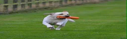 Labrador Retriever dogs for sale: Beautiful Labrador Puppies - Advert 18