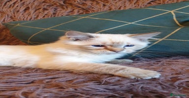 Ragdoll cats - Advert 5