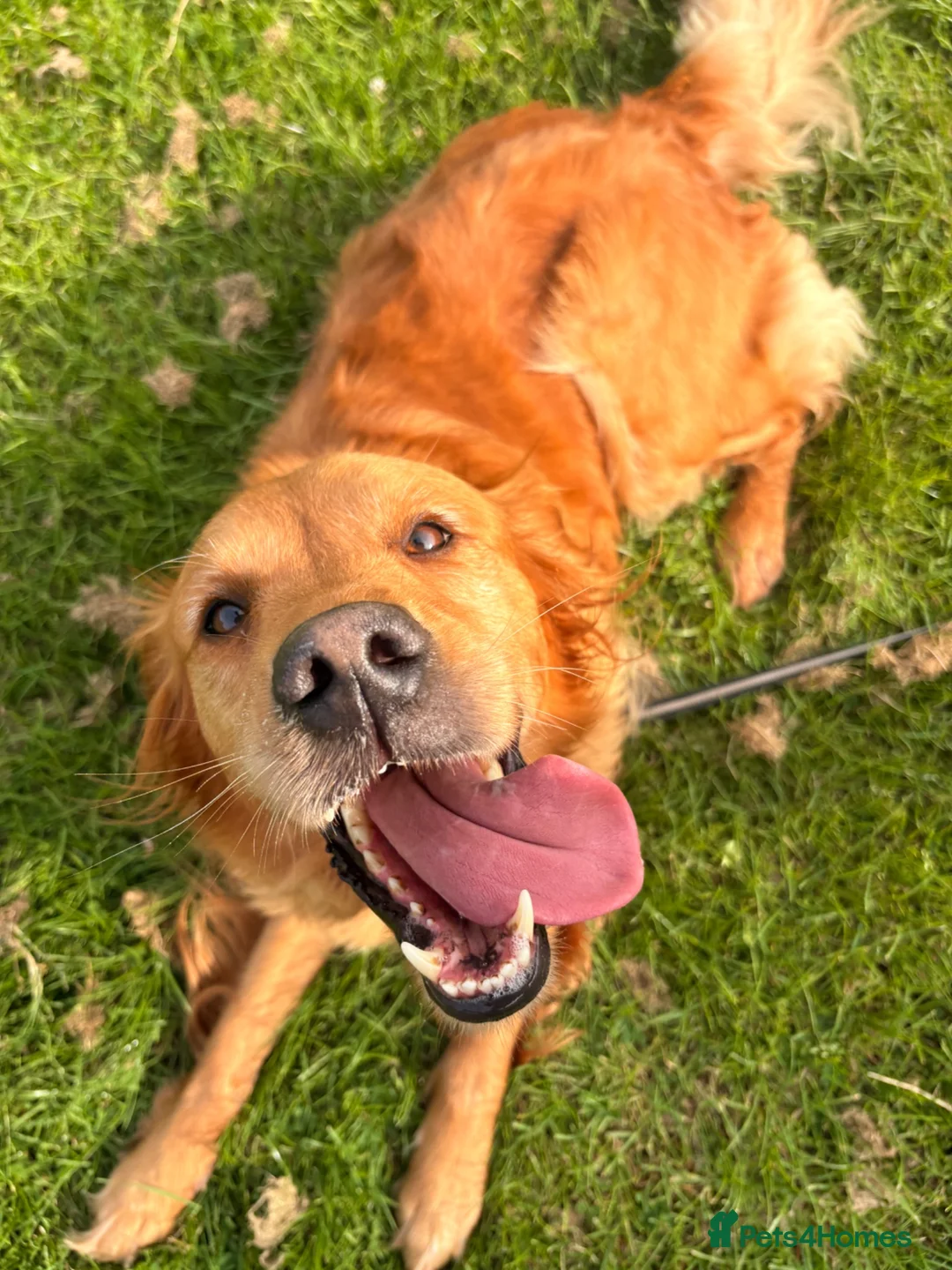 Golden Retriever dogs for sale: Red Golden Retriever kc registered - Advert 2