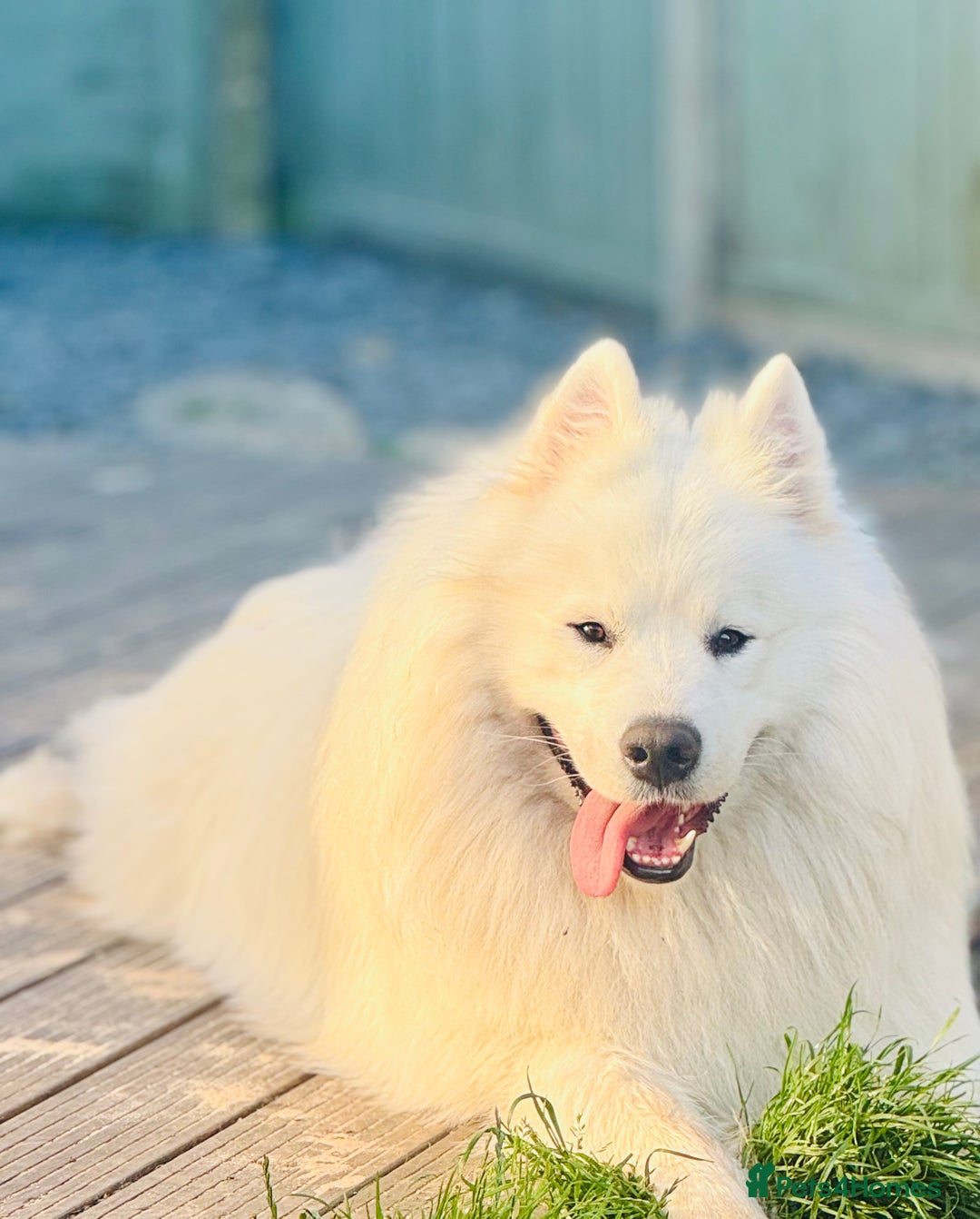 Samoyed dogs for stud: Nate  - Advert 2