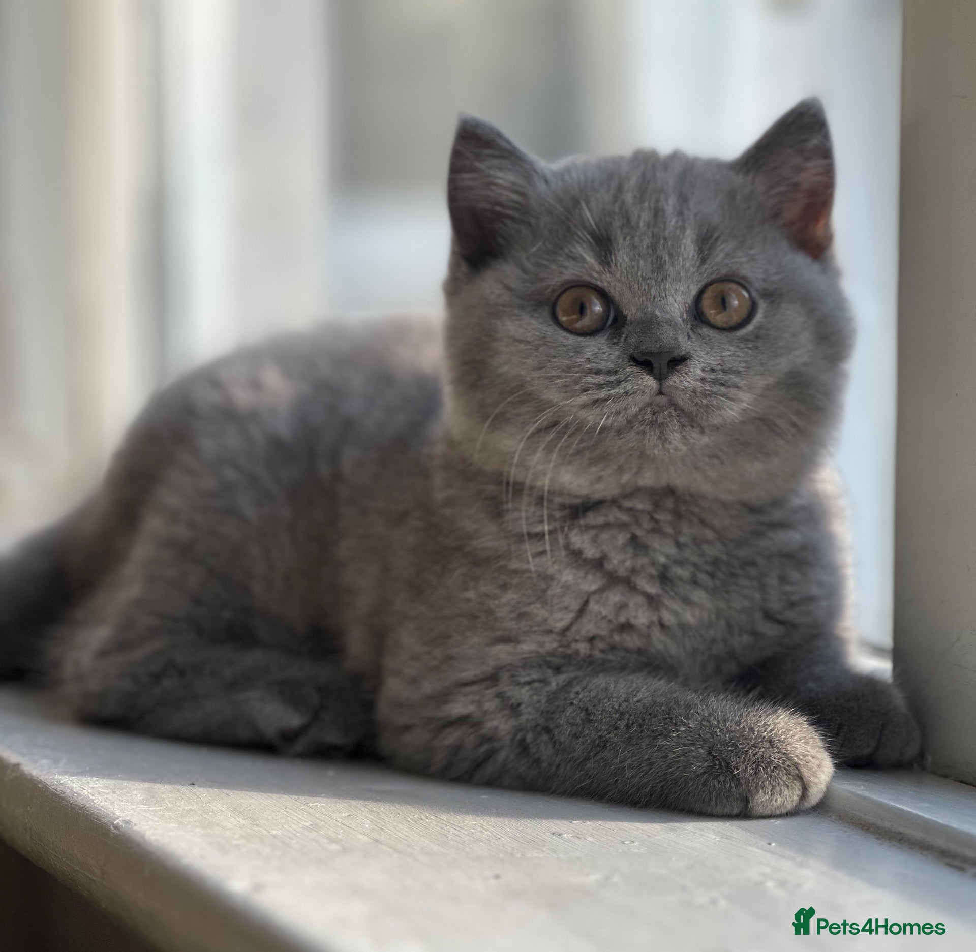 British Shorthair cats GCCF Registered British Shorthair Kittens  - Advert 1