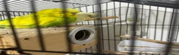 Budgerigars birds for sale: Pair of Budgies for Sale with Cage in Halifax - Advert 9