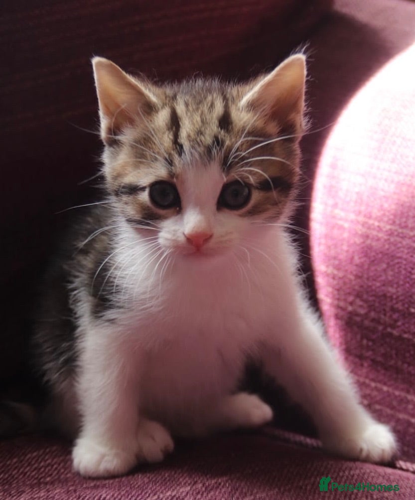Mixed Breed cats Super friendly and stunning part Siamese kittens  - Advert 16