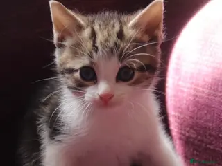 Mixed Breed cats Super friendly and stunning part Siamese kittens - Advert 16