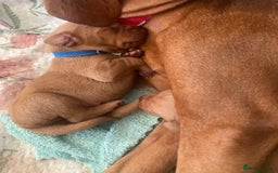 Hungarian Vizsla dogs for sale: 4 adorable Hungarian vizsla BOYS available - Image 19