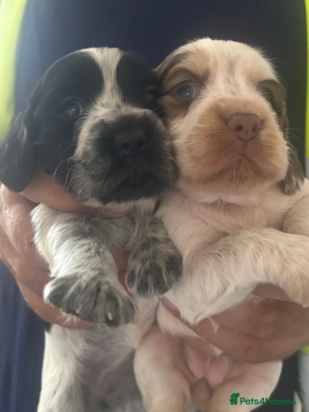 Cocker Spaniel dogs for sale: 🔥 rare coloured show type cocker spaniels  - Image 3