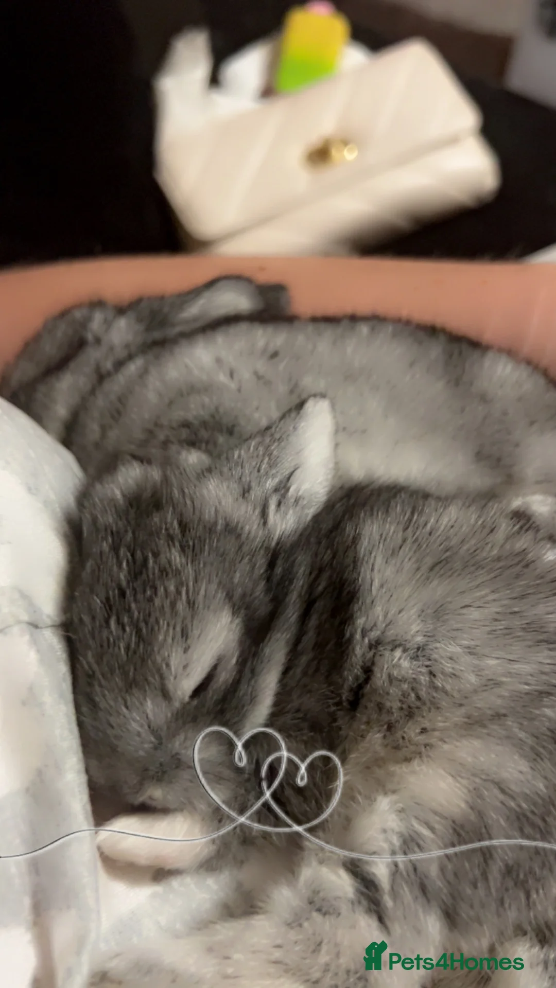 Mixed Breed rabbits for sale: Baby bunnies  in Portsmouth - Advert 2