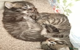 Maine Coon cats for sale: Maine Coon and Ragdoll Cross kittens - Image 2