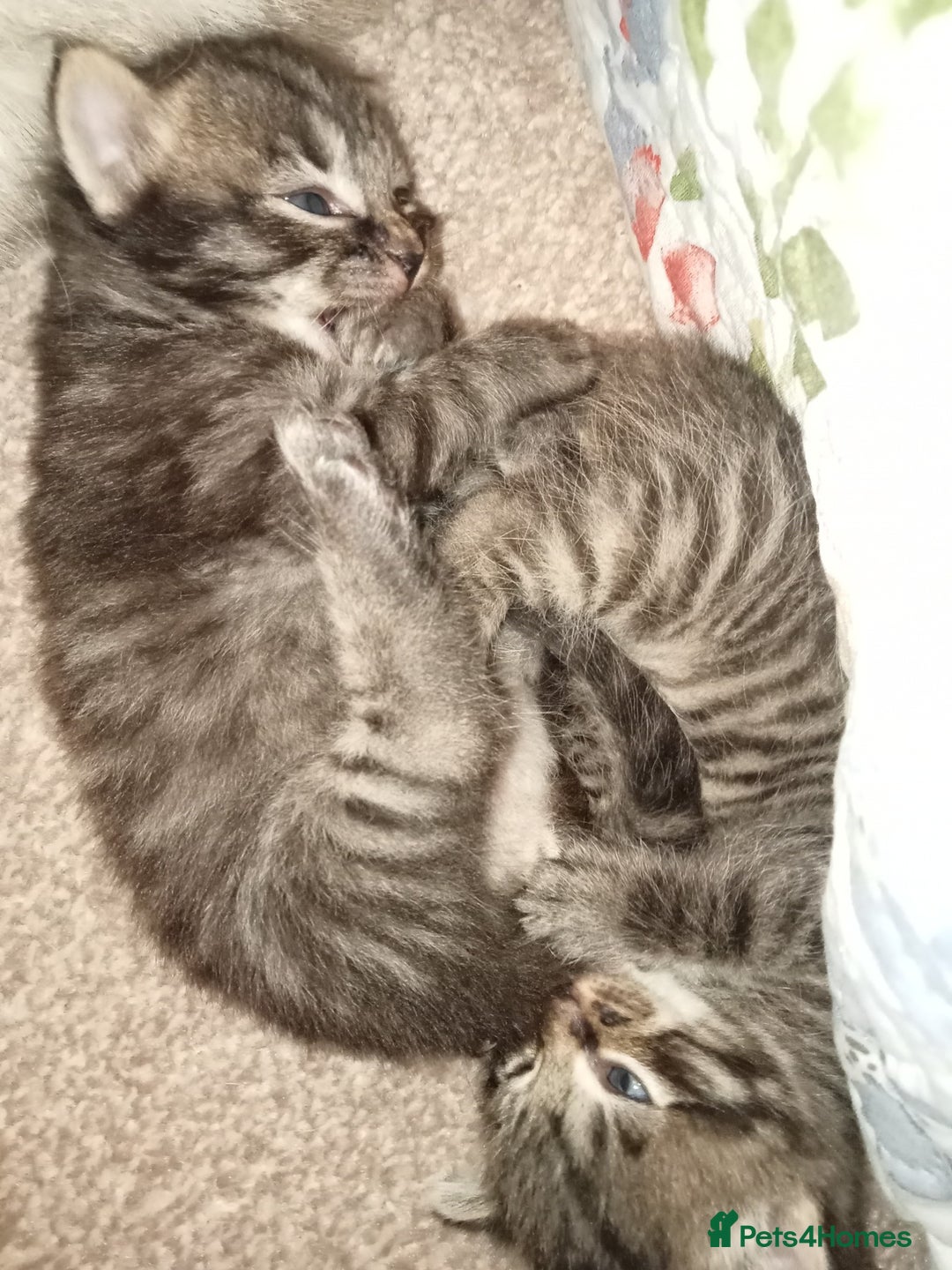 Maine Coon cats for sale: Maine Coon and Ragdoll Cross kittens - Image 2