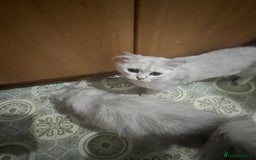 Persian cats for sale: Persian chinchilla kittens in Manchester - Image 8