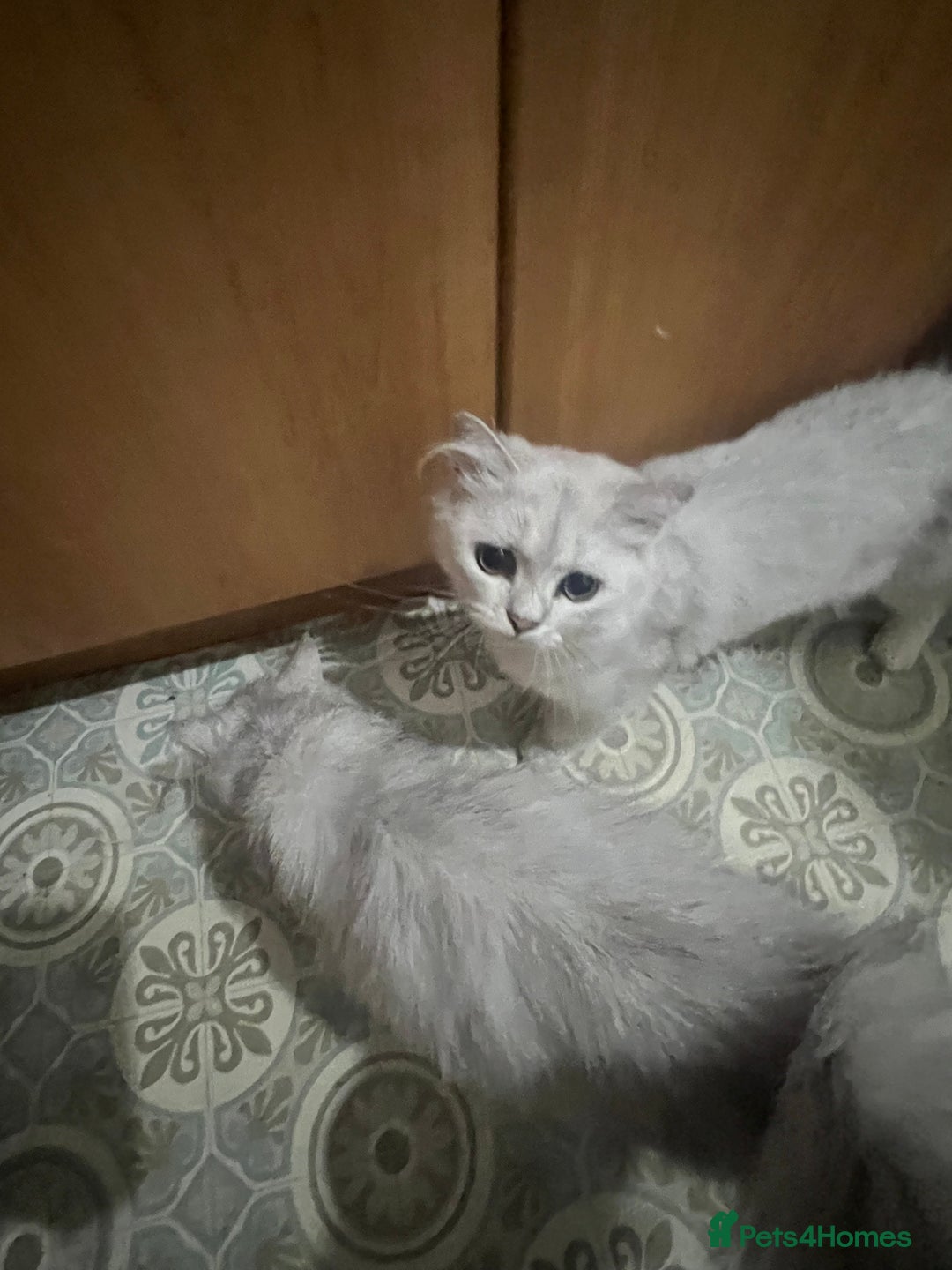 Persian cats for sale: Persian chinchilla kittens in Manchester - Image 8