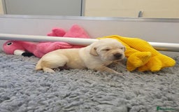 Labrador Retriever dogs for sale: 7 kc rg beautiful lab puppies - Image 3