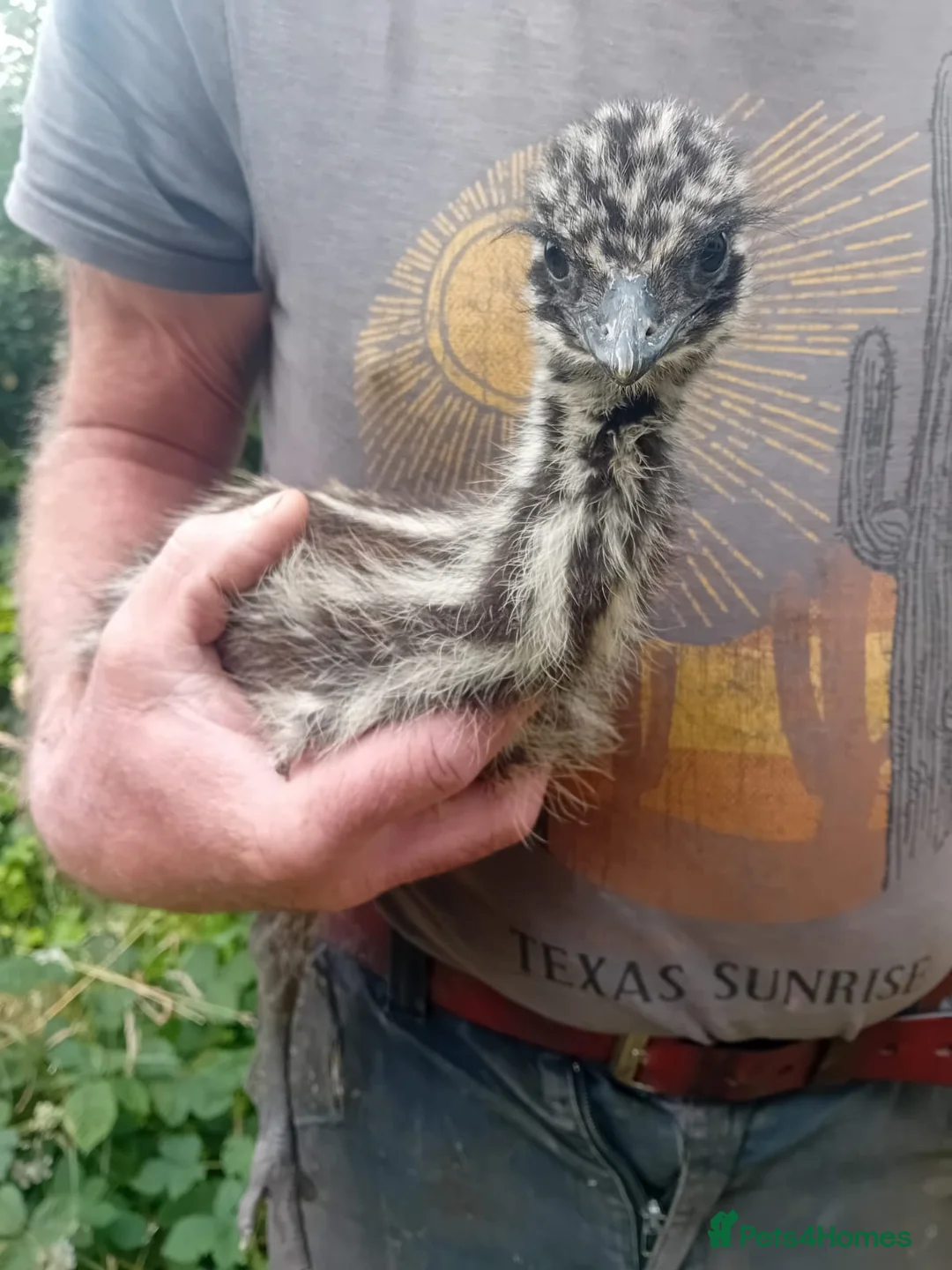 Emus poultry for sale: Emu Chick for Sale - Advert 2