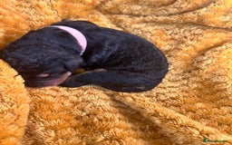 Bernedoodle dogs for sale: F1B Bernedoodle Puppies - Image 8