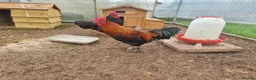 Chickens poultry for sale: 2 Purebred Cockerels - Advert 4