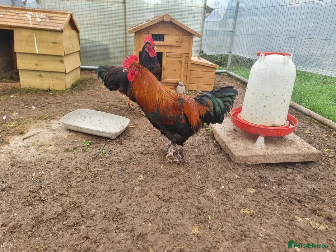 Chickens poultry for sale: 2 Purebred Cockerels - Advert 4