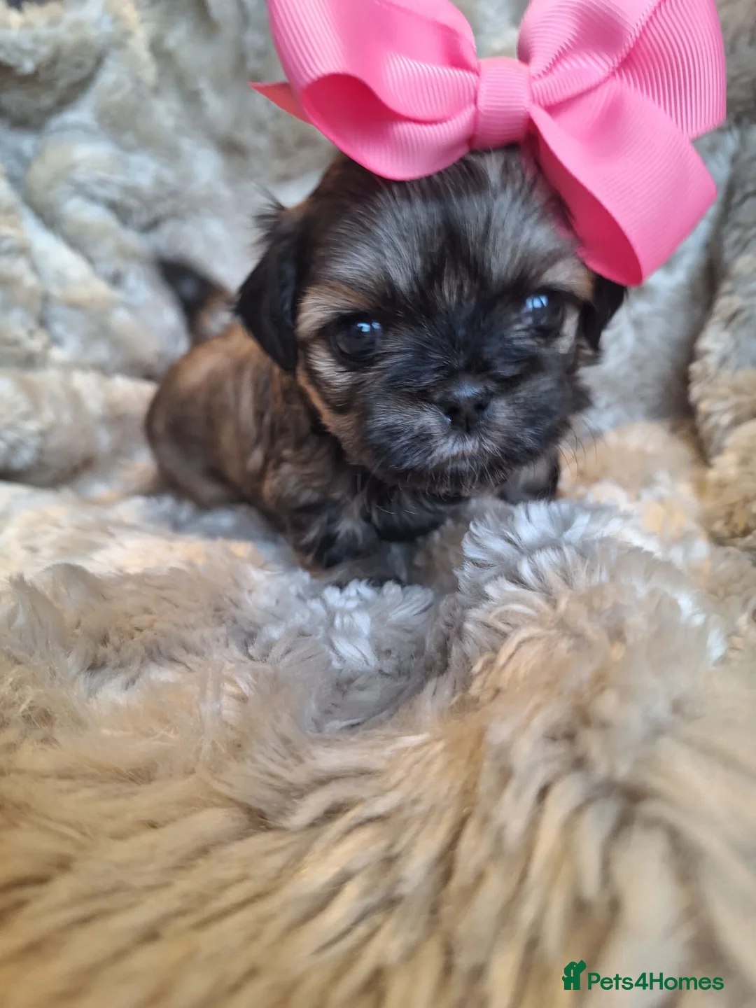 Shih Tzu dogs for sale: Beautiful Imperial Shih Tzus  - Advert 7