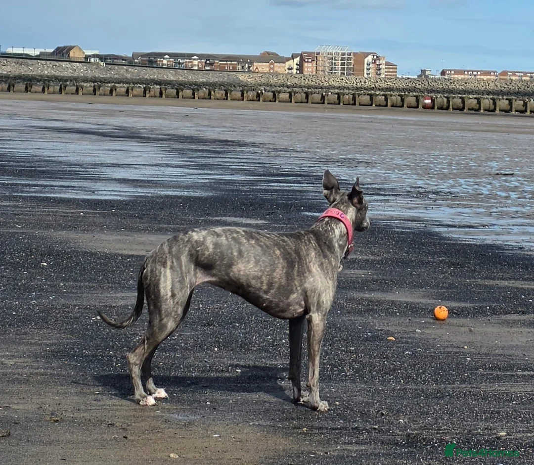 Mixed Breed dogs for sale: Stunning Wiggy puppies - Advert 1