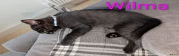 Mixed Breed cats for sale: 5 Adorable female kittens.  in Leicester - Advert 5