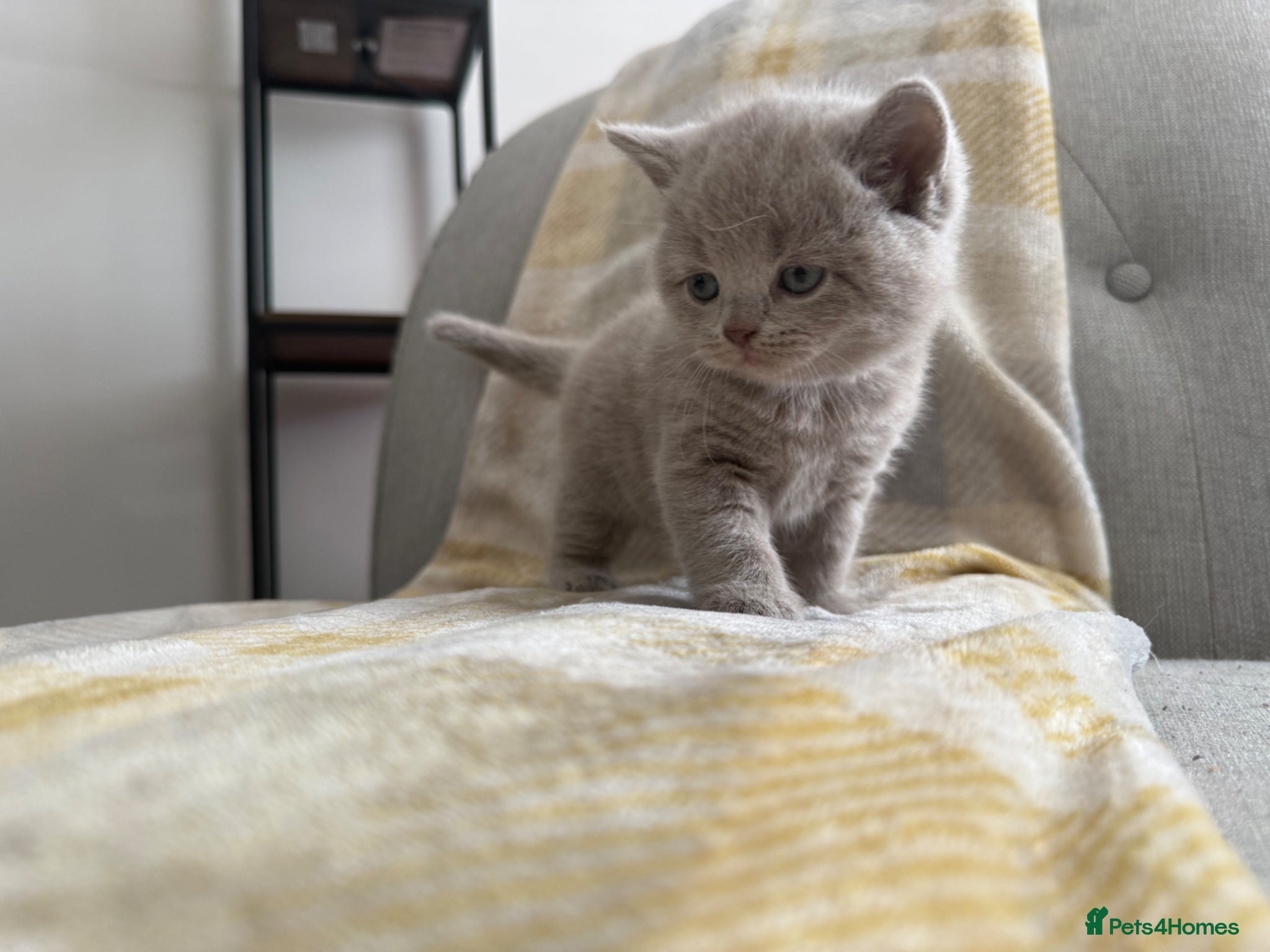British Shorthair cats for sale: Stunning GCCF-Registered British Shorthair Kittens - Advert 18