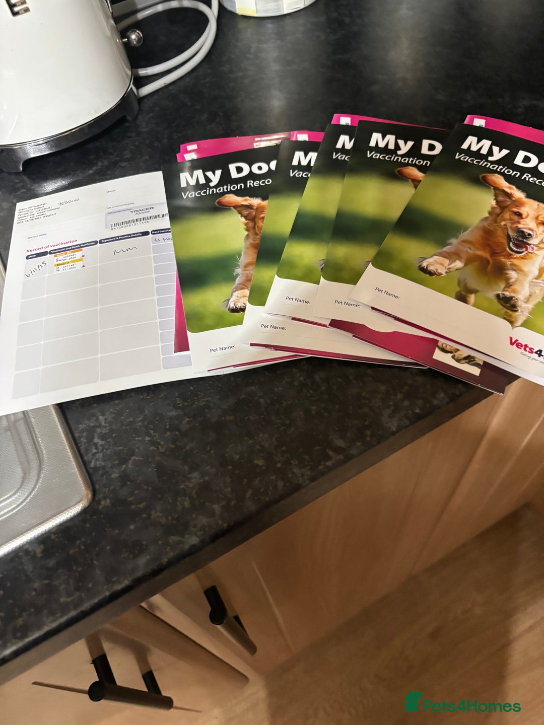 Cockapoo dogs for sale: Cockerapoos puppies - Image 7