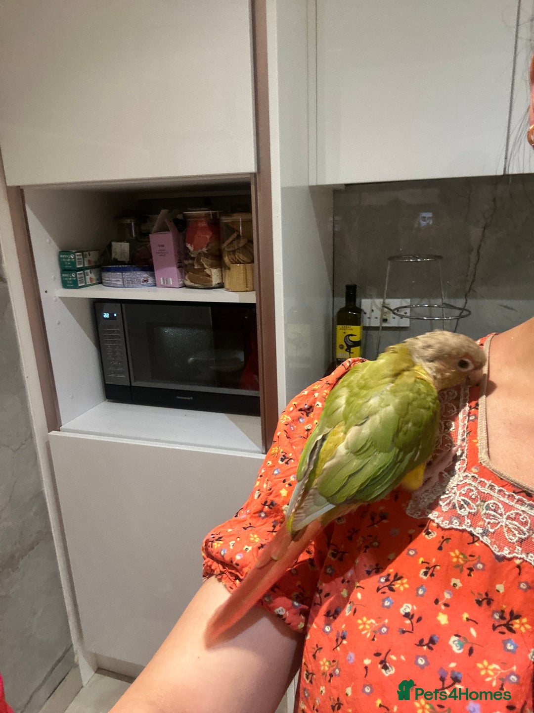 Conures birds for sale: Pineapple concure fully tamed parrot  - Advert 8