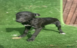 Whippet dogs for sale: Top quality whippet puppies - Image 16
