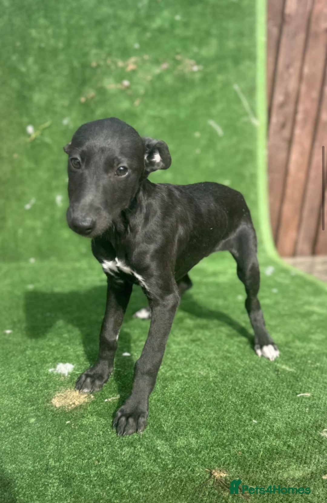 Whippet dogs for sale: Top quality whippet puppies - Image 16