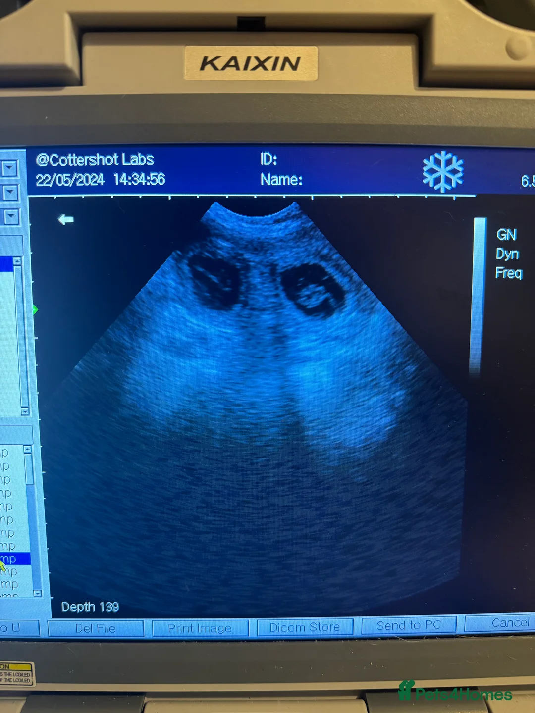 Dachshund dogs for stud: CHAMPION LINES 0% COI WIREHAIRED DACHSHUND STUD  in Stockton-on-Tees - Advert 15