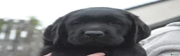 Labrador Retriever dogs for sale: Stunning Puppies From Show Winning Parents - Advert 25