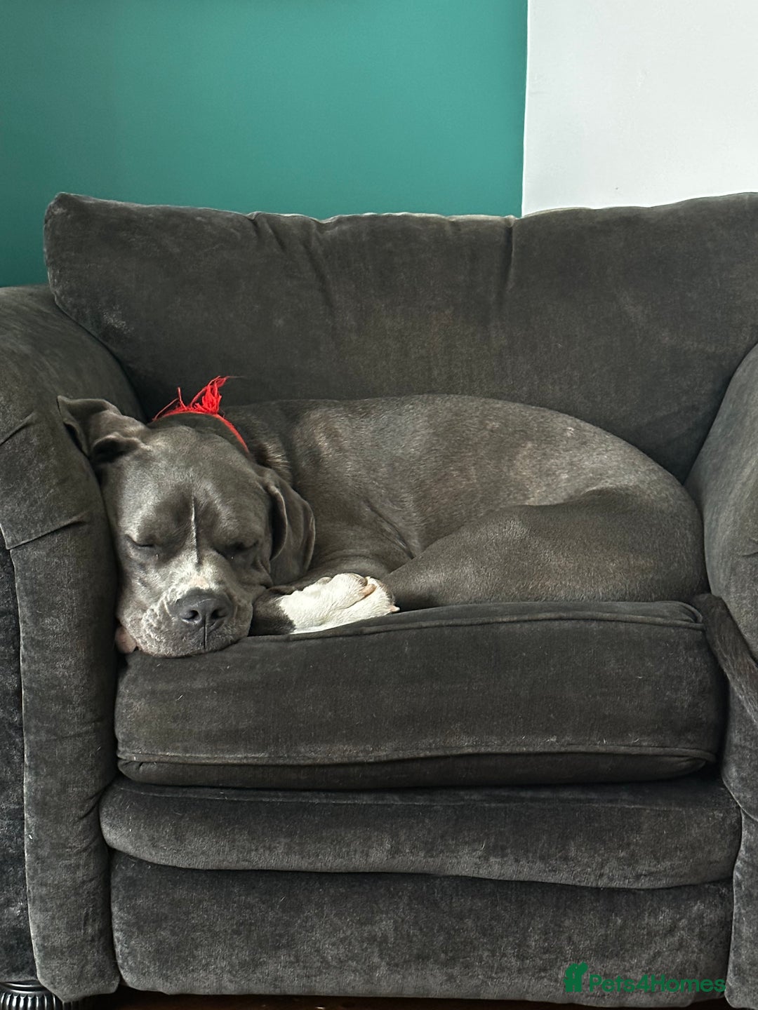 Mastiff dogs for sale: Mastiff dog ( Buddy )  - Advert 10