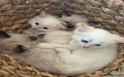 Ragdoll cats for sale: Adorable 2 male kittens, Ragdoll dad, mum Siamese - Image 12