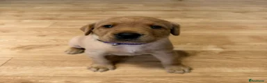Labrador Retriever 5