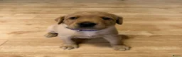 Labrador Retriever dogs for sale: Therapy Dog Mum Bella and Fosterwold Working Sire in Hebden Bridge - Advert 4