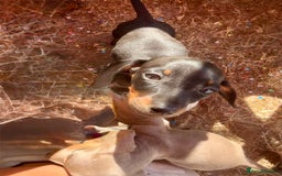 Miniature Dachshund dogs for sale: Beautiful Isabella dachshund puppies - Image 18