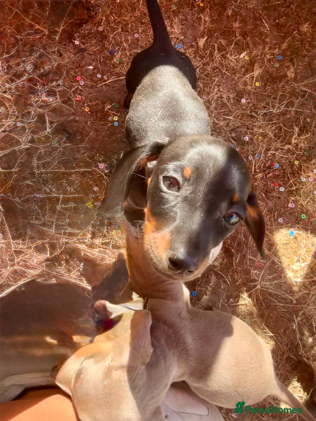Miniature Dachshund dogs for sale: Beautiful Isabella dachshund puppies - Image 18